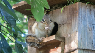 Illustration for article titled Inside Japan's Squirrel Gardens. Yes, Squirrel Gardens!